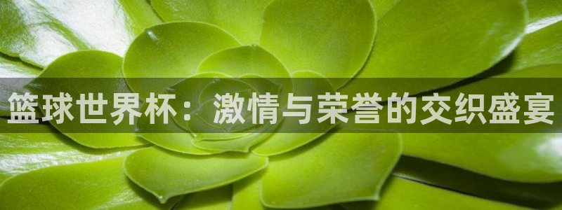 2026男足世界杯：篮球世界杯：激情与荣誉的交织盛宴